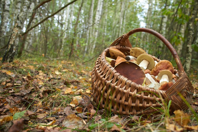 Gdzie warto wybrać się na grzyby w województwie podlaskim i województwie lubelskim? Podpowiadamy /123RF/PICSEL /123RF/PICSEL