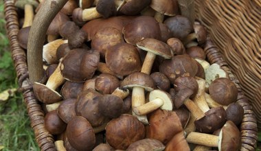 Gdzie wybrać się na grzybobranie? Sprawdzamy mapę Polski