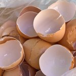 Gdzie wyrzucić skorupki jajek? Pomyłki nadal są powszechne
