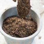 gleba Gdzie wyrzucić ziemię z doniczek i dlaczego to nie bioodpad?