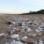 Gdzie zbierać muszle nad Bałtykiem? Polskie plaże pełne skarbów