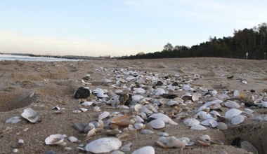 Gdzie zbierać muszle nad Bałtykiem? Polskie plaże pełne skarbów
