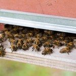 Gdzie zimą podziały się pszczoły? Odpowiedź może zaskakiwać