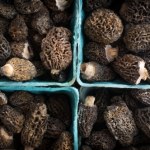 Gdzie znaleźć polskie trufle? Nawet po 500 zł za kilogram