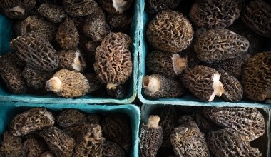 Gdzie znaleźć polskie trufle? Nawet po 500 zł za kilogram