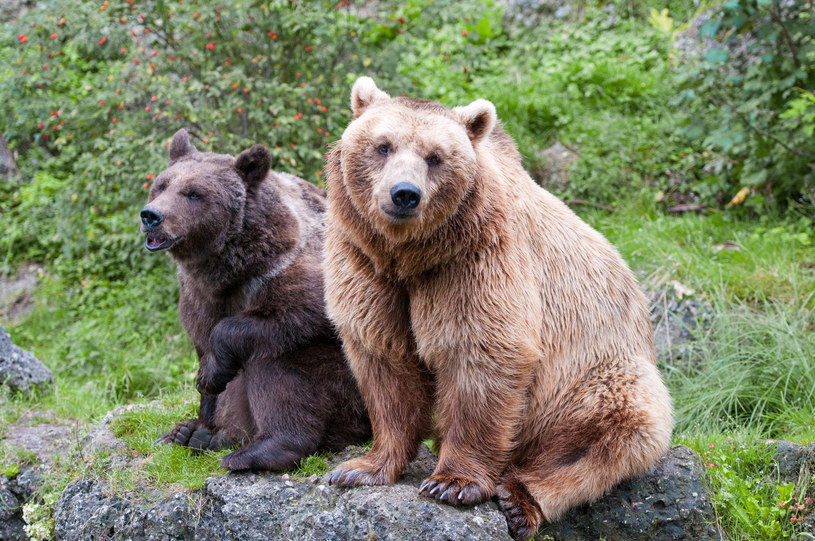 Gdzie żyją największe niedźwiedzie na świecie? /123RF/PICSEL