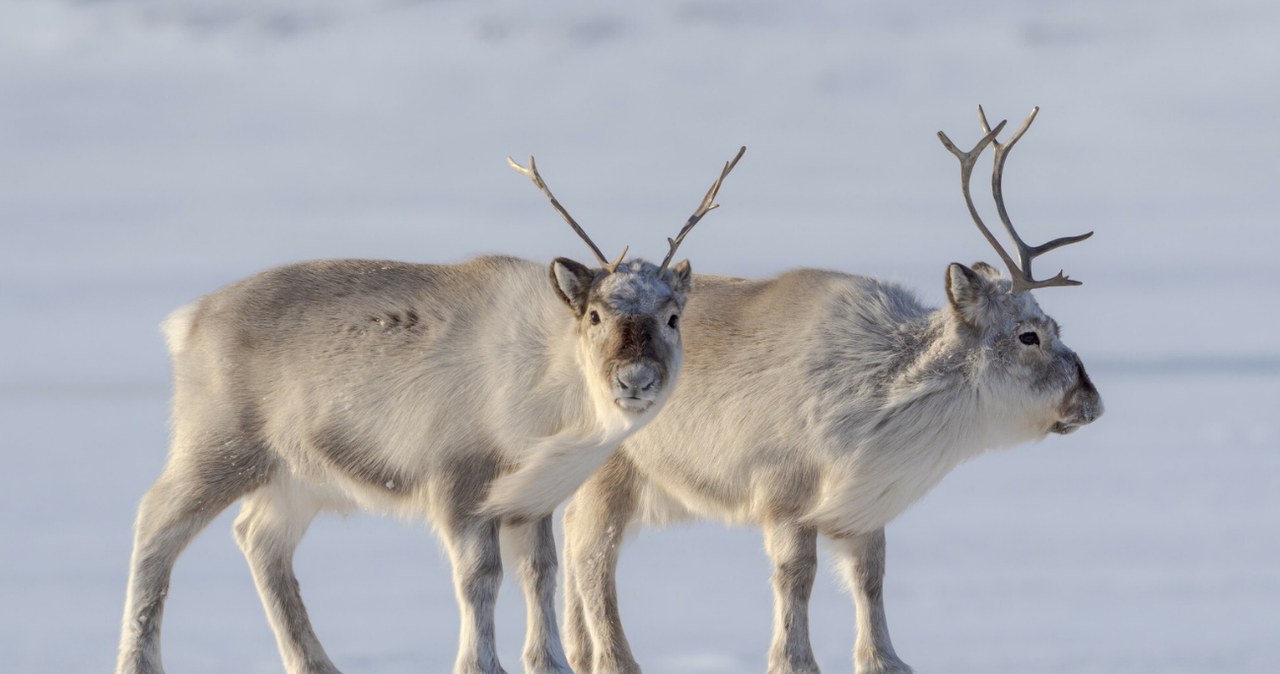 Gdzie żyją renifery? /Martin Zwick/Bios Photo/East News /East News