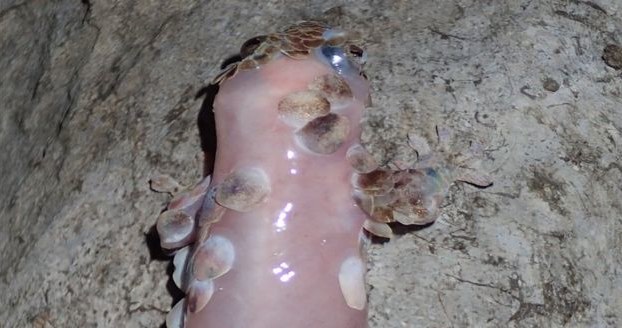 Geckolepis megalepis odarty ze skóry /materiały prasowe