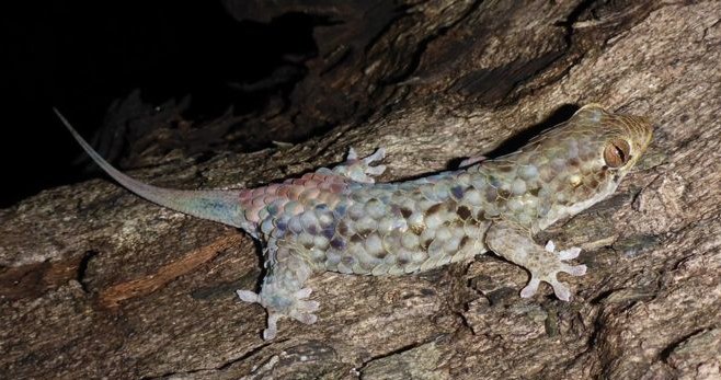 Geckolepis megalepis /materiały prasowe