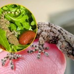 ​Gekon w rukoli. Niecodzienne znalezisko w sałatce