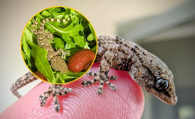 ​Gekon w rukoli. Niecodzienne znalezisko w sałatce