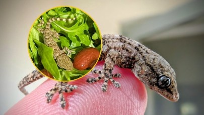 ​Gekon w rukoli. Niecodzienne znalezisko w sałatce