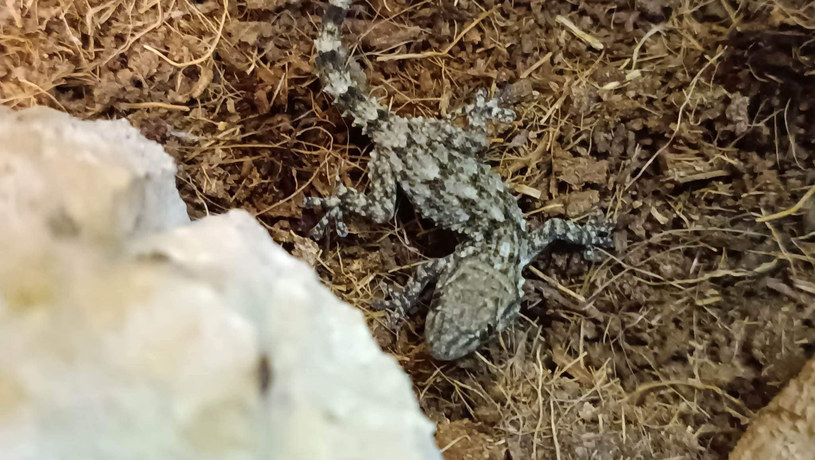Gekon z kapusty podbija serca internautów /Krakowskie Towarzystwo Opieki nad Zwierzętami /