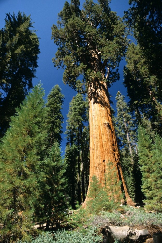 Generał Sherman, największe, znane żyjące drzewo jednopniowe na Ziemi /	R. Norman & Leonor Barrett /PAP/Photoshot