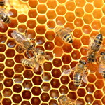 Genetycznie modyfikowane bakterie ratunkiem dla pszczół