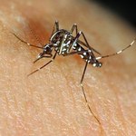 Genetycznie modyfikowane komary mogą zatrzymać rozprzestrzeniania malarii