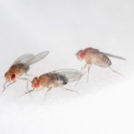 Genetycznie modyfikowane ryby i muszki owocowe neutralizują rtęć 