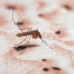 Genetycznie zmodyfikowane komary uratują świat przed malarią