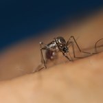Genetycznie zmodyfikowane komary zostaną wypuszczone w USA