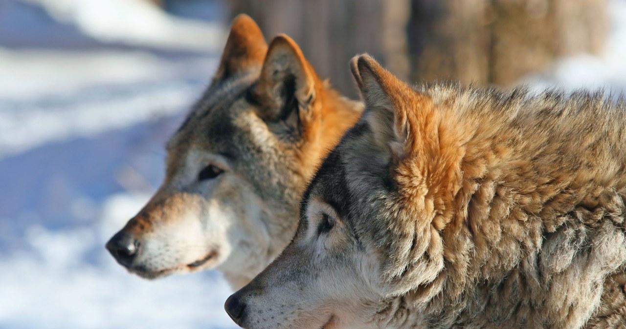 Geny psów zaczęły się różnić od genów wilków na Syberii między 20 a 40 tys. lat temu, wynika z badań /123RF/PICSEL