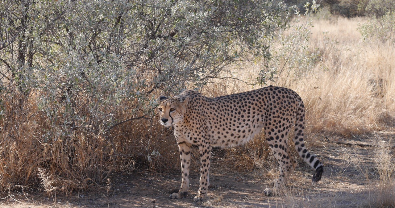 … gepardy i pozostałe zwierzęta w rezerwacie Naankuse Lodge&Wildlife Sanctuary są bezpieczne, ale zdane na ludzką łaskę i niełaskę /INTERIA.PL