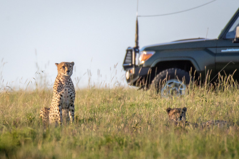 Gepardy najczęściej są importowane właśnie do Europy / Edwin Remsberg / Vwpics /Getty Images