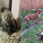 Gepardy z polskiego zoo podbijają internet. Można je oglądać na żywo