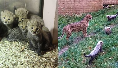 Gepardy z polskiego zoo podbijają internet. Można je oglądać na żywo