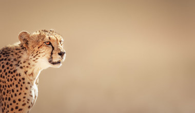 Gepardy zagrożone wyginięciem