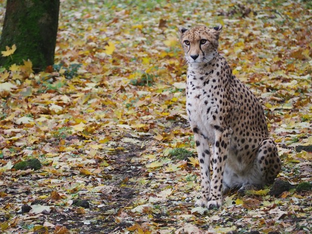 Gepardzica Wilma /Warszawskie zoo /Materiały prasowe