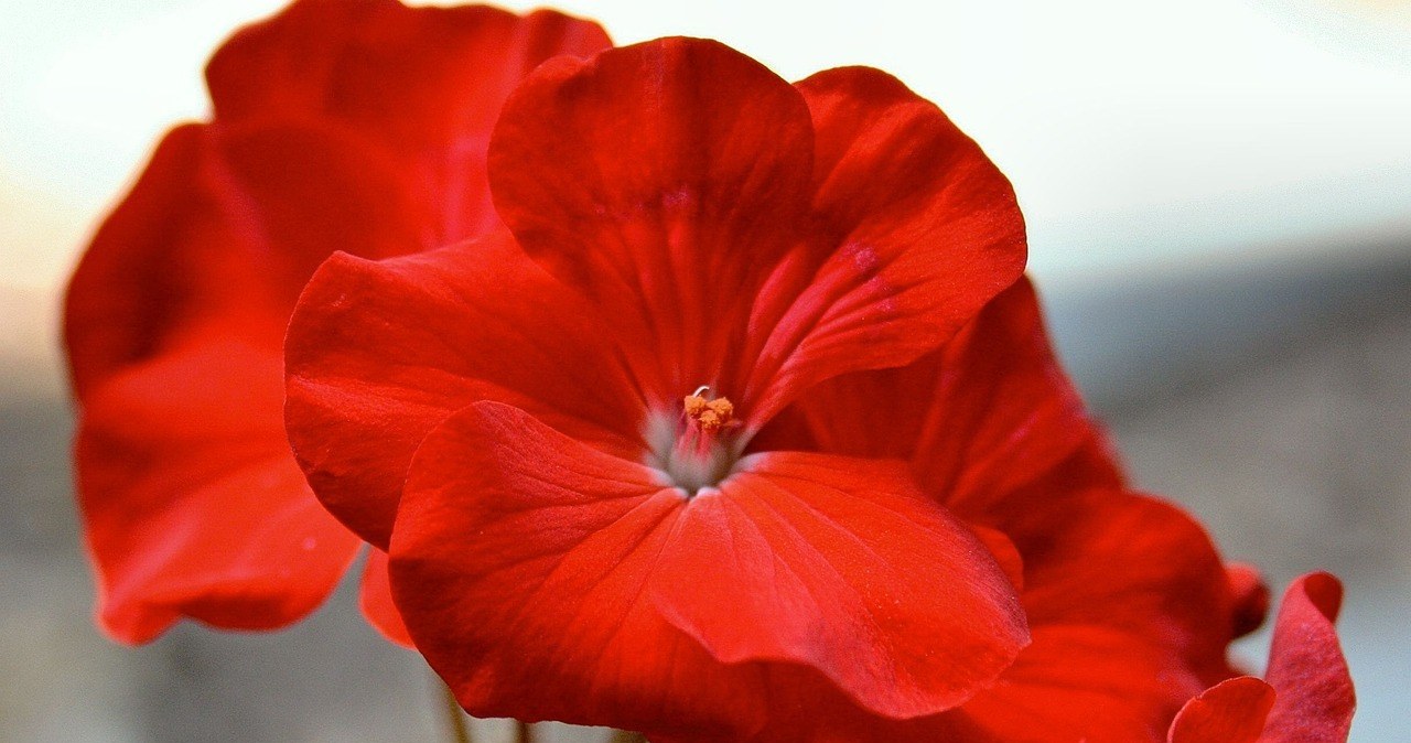 Герань - популярна декоративна рослина, відома своїми яскравими квітами та ароматним листям. Як доглядати за нею в останній місяць зими? /pixabay.com