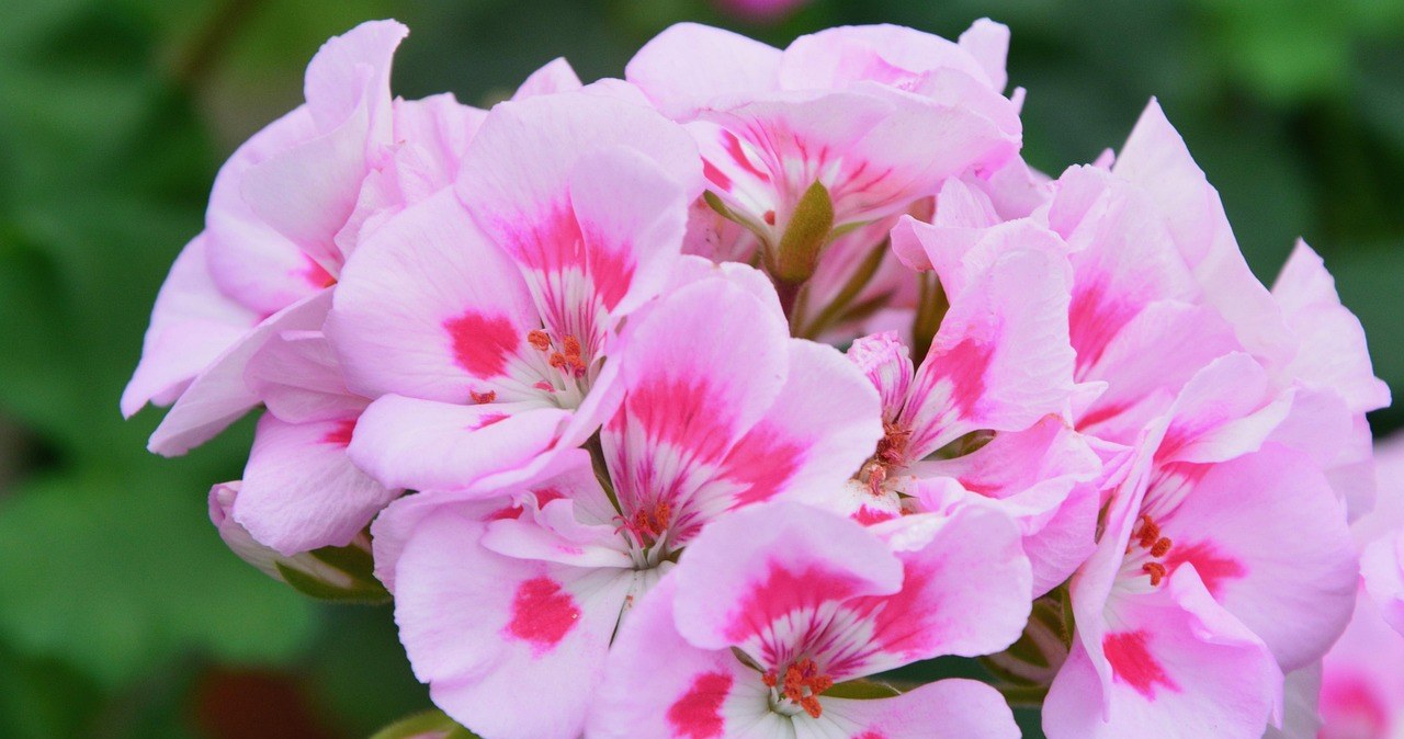 Герань порадує квітами навесні, якщо її правильно обрізати /pixabay.com