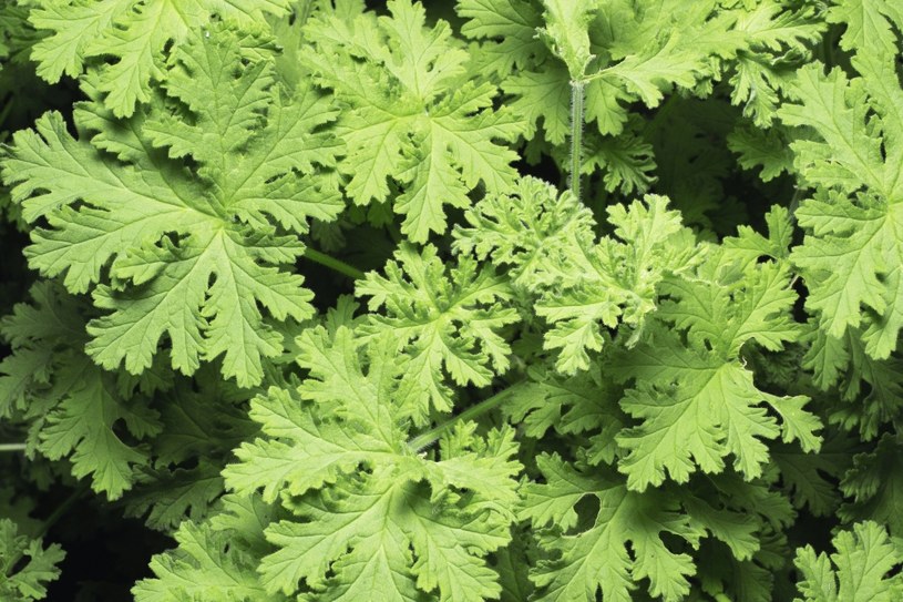 Geranium łatwo rozpoznać dzięki postrzępionym jasnozielonym liściom, które wydzielają intensywny zapach /123RF/PICSEL