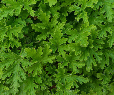 Geranium: Właściwości i zastosowania