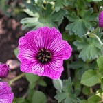 Geranium - właściwości i zastosowanie
