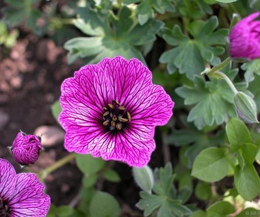 Geranium - właściwości i zastosowanie