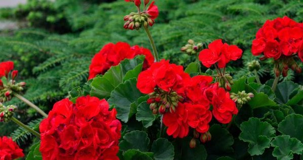 geranium właściwości /© Photogenica