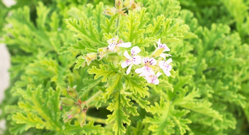 Geranium - zwane anginką /&copy;123RF/PICSEL