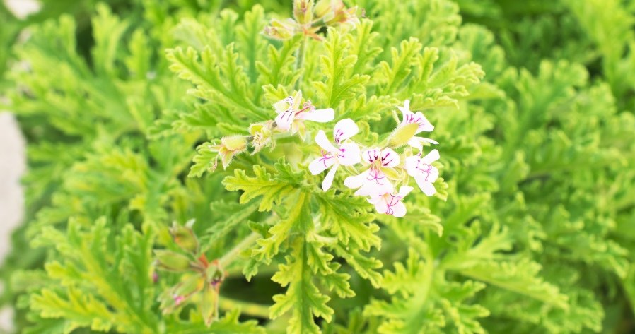 Geranium - zwane anginką /&copy;123RF/PICSEL