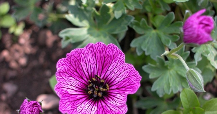 geranium /© Photogenica