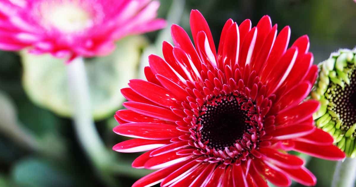 Gerbera zachwyca swoimi dużymi i barwnymi kwiatami /123RF/PICSEL