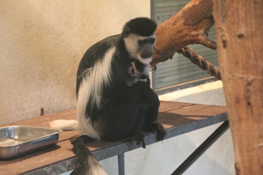 Gerezy abisyńskie /Józef Polewka /RMF FM