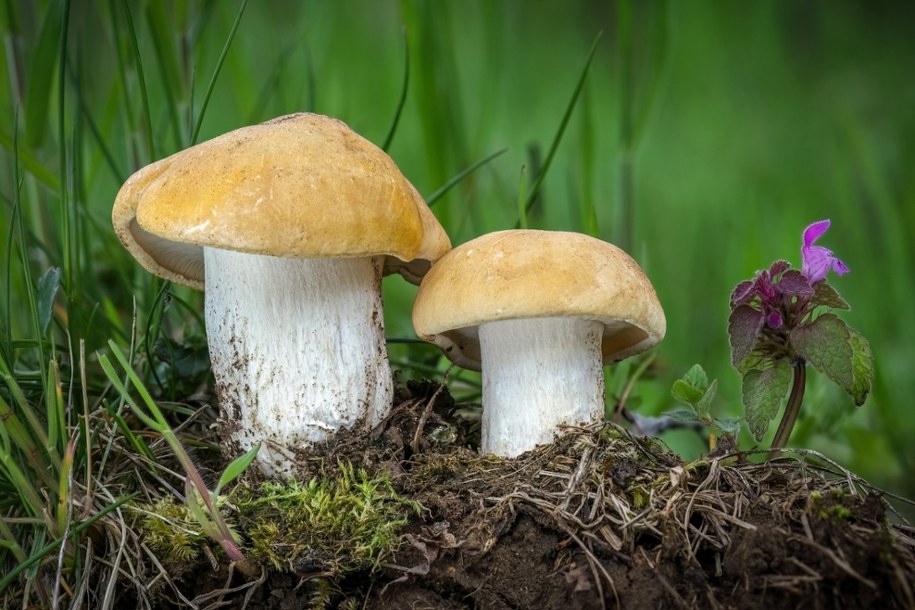 Gęśnica wiosenna – zapomniany skarb polskich lasów /Shutterstock
