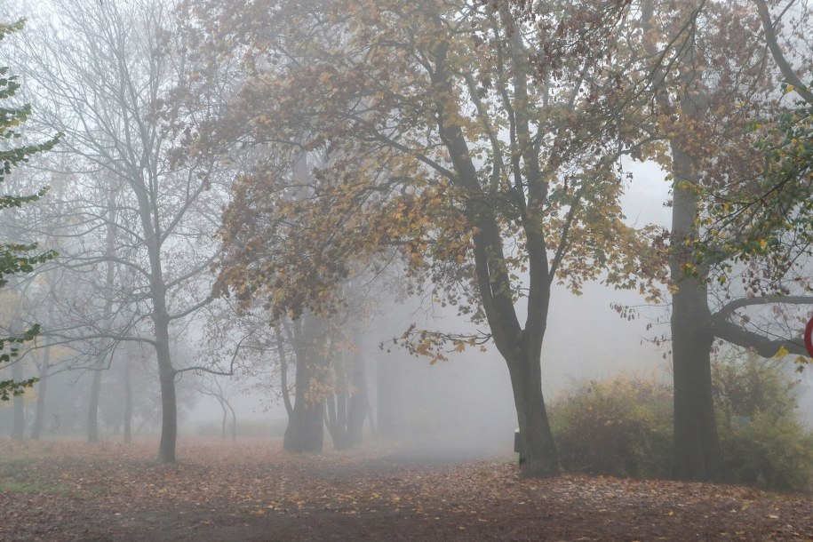 Gęsta mgła na ulicach Łodzi. /Roman Zawistowski /PAP