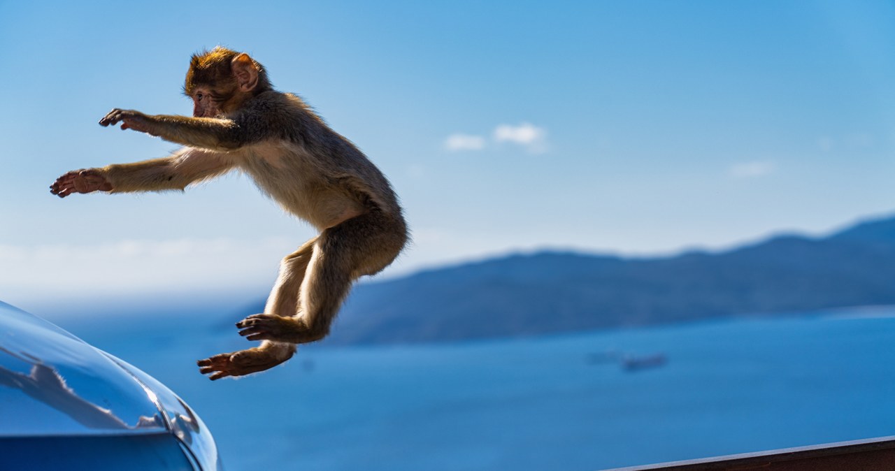 Gibraltar - makaki żyją tam na wolności /123RF/PICSEL