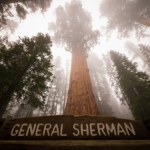 Gigant wśród drzew. Cięższy od siedmiu płetwali błękitnych