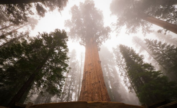 Gigant wśród drzew. Cięższy od siedmiu płetwali błękitnych