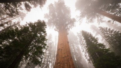Gigant wśród drzew. Cięższy od siedmiu płetwali błękitnych