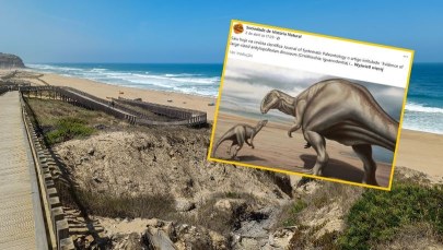 Gigant z Portugalii. Odkryto skamielinę nieznanego dinozaura