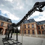 Gigant z przeszłości na aukcji. Szkielet dinozaura sprzedany za miliony